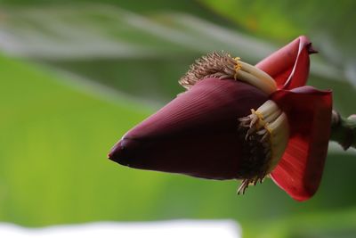 Close-up of flower