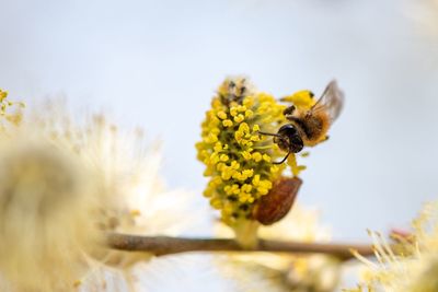 Close-up of bee pollinating on flower