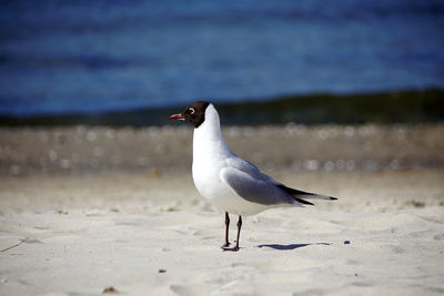 Close-up of seagull on beach