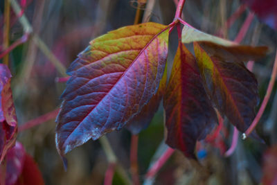 Close-up of leaves on plant during autumn