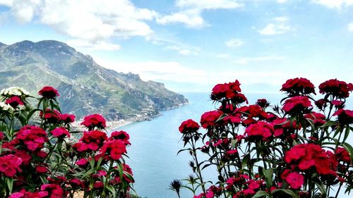 Red flowers on mountain against sky