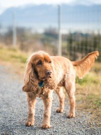 Portrait of dog standing on field