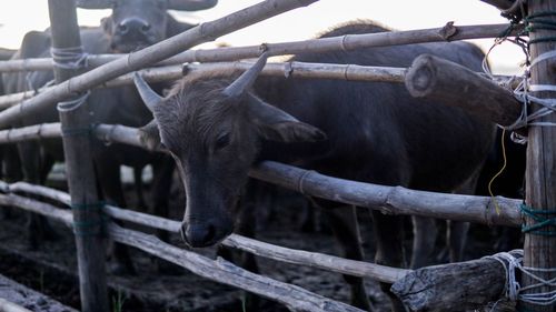 View of a horse on fence