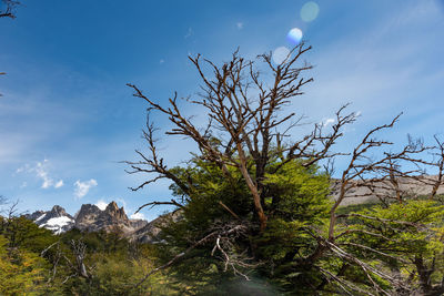 Low angle view of trees against sky