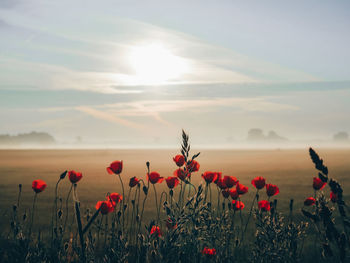 Red poppies on field against sky during sunset