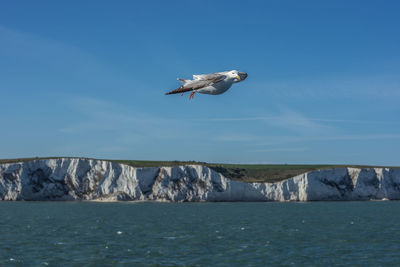 Seagull flying over sea against sky