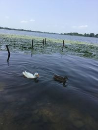 View of ducks swimming in sea