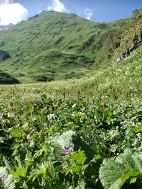 Scenic view of flowering plants on field against sky