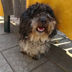 Portrait of dog sitting on footpath