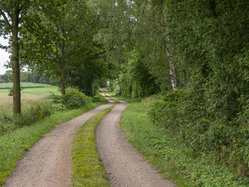 Dirt road amidst trees in forest