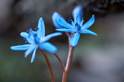 Close-up of purple flowering plant