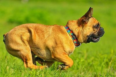 Close-up of dog on field