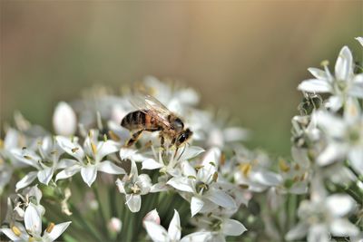 Close-up of bee pollinating on flower