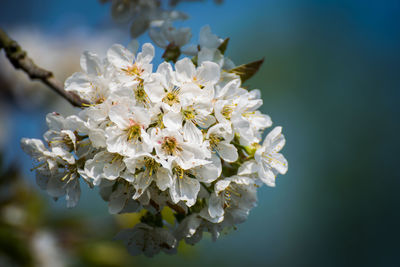 Close-up of white cherry blossoms in spring