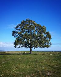 Tree on field against sky