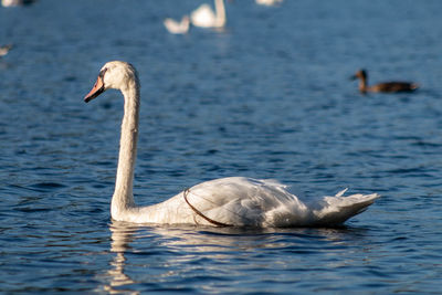 Swan swimming in lake