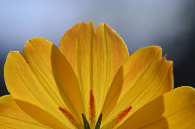 Close-up of yellow flower blooming outdoors