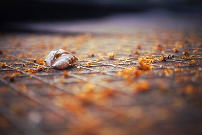 Close-up of shell on dry leaf