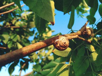 Close-up of snail on tree