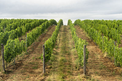 Scenic view of vineyard against sky