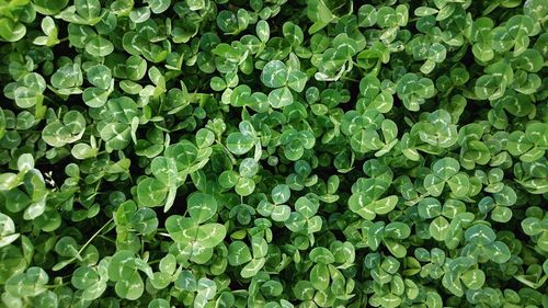 Full frame shot of green leaves