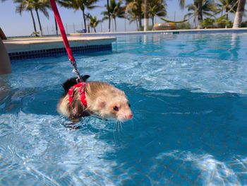 Dog swimming in pool