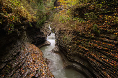 Stream at forest