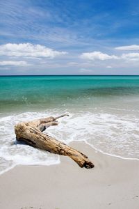 Driftwood on beach