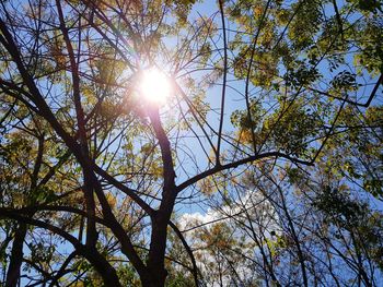 Low angle view of sunlight streaming through trees