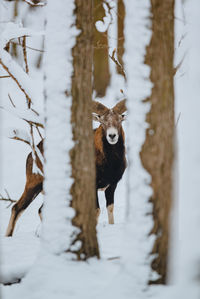 Portrait of a dog on snow covered land