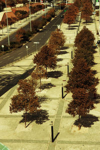 Trees in autumn