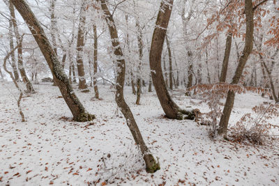 Trees on snow covered land