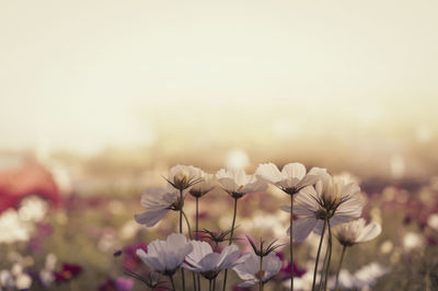 Close-up of white flowering plants on field