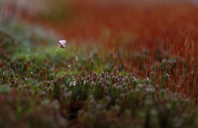 Mushroom growing on field