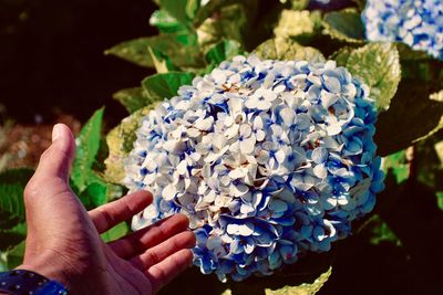 Close-up of hand holding purple flower