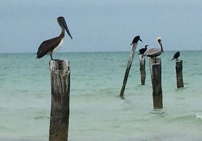 Birds perching on wooden post