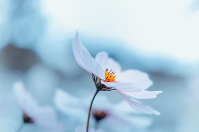 Close-up of white flowering plant