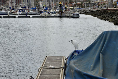 View of seagull at harbor