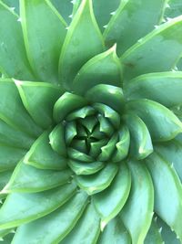 Full frame shot of green leaves