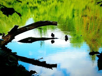 Bird flying over lake