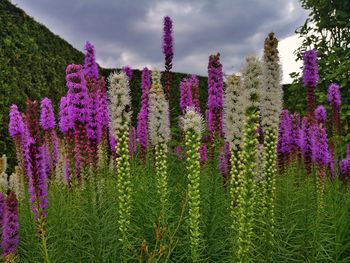 Purple flowering plants on field