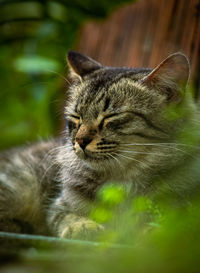 Close-up of a cat resting