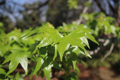 Close-up of insect on leaves