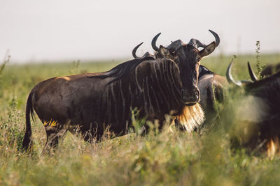 Gnu antelopes standing on field