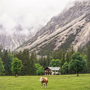Horse grazing in a field