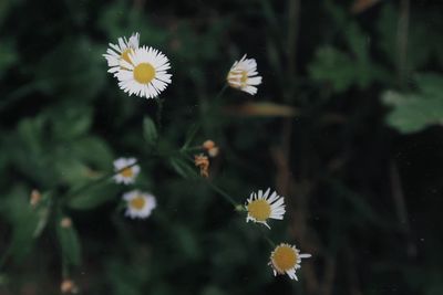 Close-up of white daisy flowers