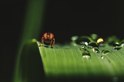 Close-up of insect on wet leaf