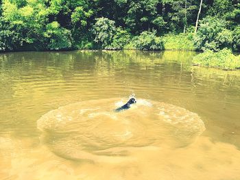 Two swimming in lake