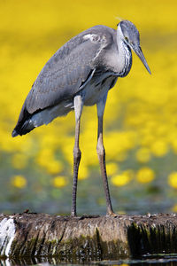 Close-up of bird perching on wood