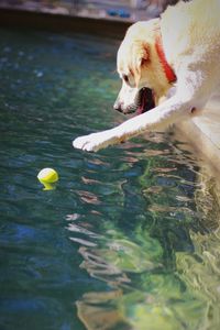 Dog swimming in a lake